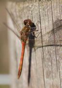 Common Darter